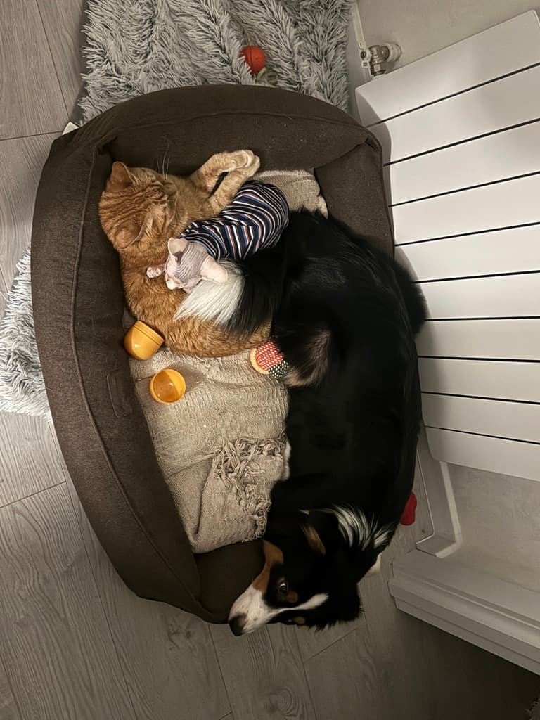 Oleksandr Ratushnyi Lapsi, Platon and Misty